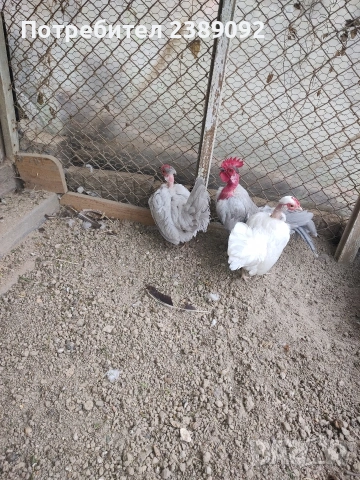 Голошийки бантам , снимка 8 - други­ - 54170161