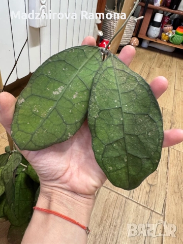 Hoya Хоя Lata Iskandar A