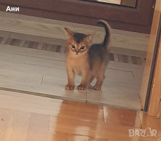 КРАСИВИ АБИСИНСКИ КОТЕНЦА, снимка 3 - Други - 55254195