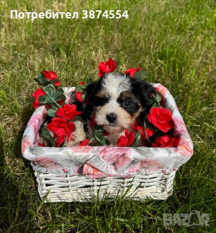 *ПРОМО*Бивер йорки момиче, снимка 3 - Йоркширски териер - 54335180