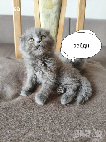 не е красив той е уникален последния красавец в Хасково