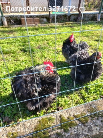 Яйца от къдрав мини кохин , снимка 2 - Кокошки и пуйки - 53998209