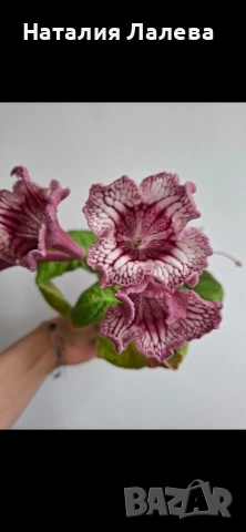 Стрептокарпус, streptocarpus DS 2166