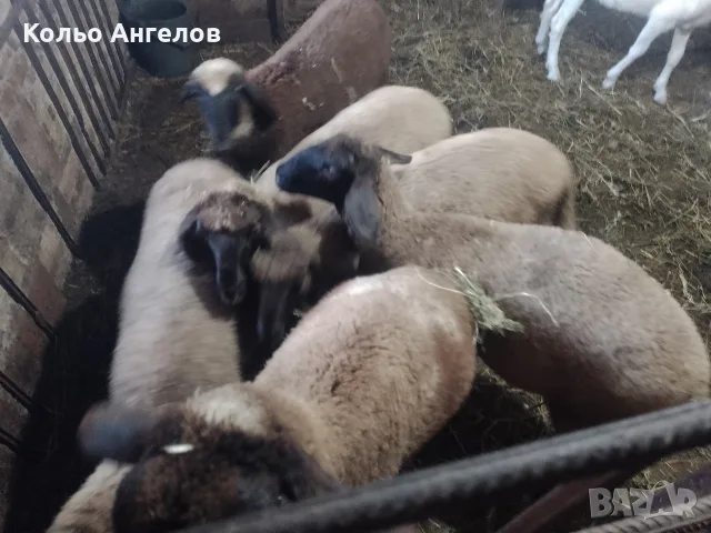 продавам агнета, снимка 4 - Овце - 55332925