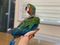 Ръчно хранена Ара Арлекин, снимка 5
