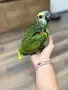 Бебе Синьочела Амазона, снимка 1