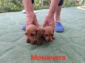 Дакели бебета , снимка 4