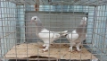 Продавам гълъби Мардини-Турски , снимка 3