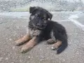 Продавам Немски овчарки , снимка 6