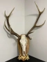 Трофей от Елен с дърворезбована поставка, лов и риболов, снимка 6