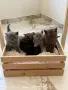 Британска късокосместа / British shorthair , снимка 1
