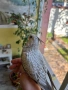 Ръчно хранени Корели , снимка 3