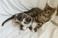 Подарявам две малки котенца - Мелиса и Щефи, снимка 4