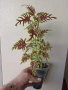 Колеус Скелетон, coleus skeletal/skeleton, снимка 3