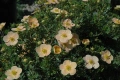 Потентила, Potentilla fruticosa 'Daydawn', студоустойчива и многогодишна, снимка 6