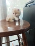 Персийски котета, снимка 5