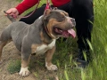 Американско були ПОКЕТ / American bully POCKET, снимка 3