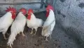 Бял легхорн!!!!, снимка 5