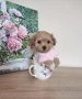 Малтипу F1 super mini micro/teacup. пудел Teddy , снимка 3