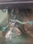 League of legends, Ghost bride Morgana, King Rammus , снимка 1