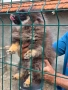 Мъжки Померан на 6мес Ваксиниран, снимка 1