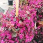 Лоропеталум Черна перла, Loropetalum Chinense Black Pearl, снимка 2