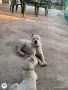Заповядайте На Огледат Посияко Време. , снимка 17