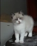 коте Регдол , снимка 1