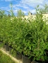 ❤️🌿🧡 ГОДЖИ БЕРИ (Lycium barbarum), снимка 2