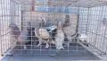 Продавам гълъби Мардини-Турски млади , снимка 3