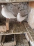 Продавам   чифт     бемкалии, снимка 2