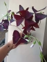 Оксалис, детелина, Oxalis triangularis, снимка 4