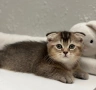 Шотландски котенца , снимка 3