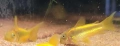 Сомче, сомче corydoras gold laser, gold stripe, снимка 6