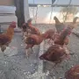 Продавам петлета , снимка 2