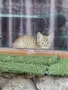 Едно коте за подаряване, снимка 2