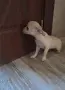 чихуахуа момиченца, снимка 3