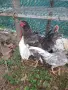 Продавам млади и много красиви петли. , снимка 2