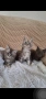 Продавам котета, снимка 3