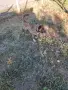 осиновяване на куче шпиц на 6м., снимка 1