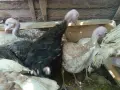 Продавам пуйки  на 6м., снимка 4