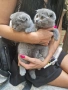 Шотландски клепоухи котенца на 2 месеца, снимка 3