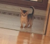 КРАСИВИ АБИСИНСКИ КОТЕНЦА, снимка 3