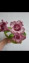 Стрептокарпус, streptocarpus DS 2166, снимка 1