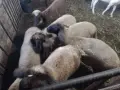 продавам агнета, снимка 4
