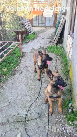 Белгийска овчарка - малиноа, снимка 3 - Белгийска овчарка - 53395549