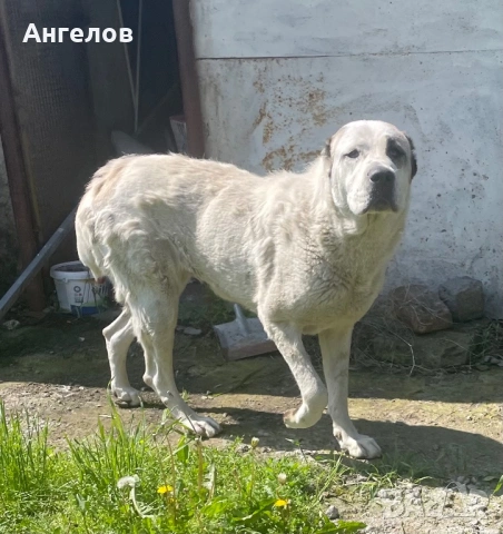 Алабай(средноазиатска овчарка)