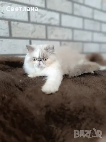 Персийско коте 😻💙, снимка 10 - Персийска - 55620971