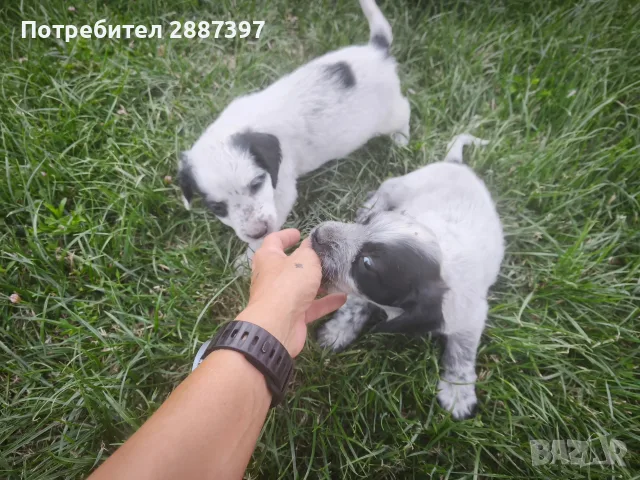 *кученца спешно*, снимка 3 - Други - 55606840
