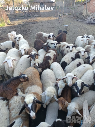 Продавам агнета 